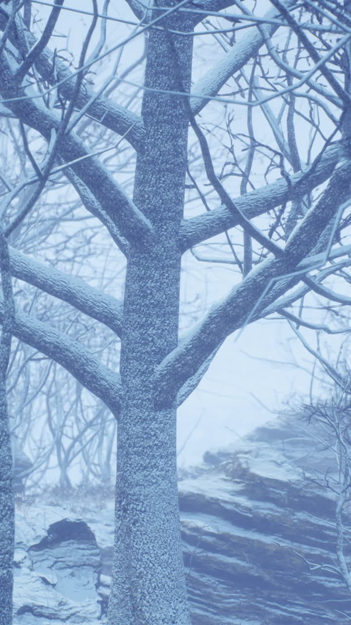 눈 덮인 겨울 숲