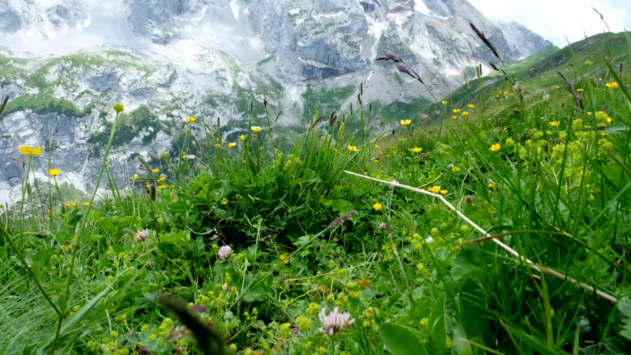 Alpine wildflowers bloom in the foreground of a lush green slope, with towering snow-covered cliffs and rocky mountains rising behind under a soft cloudy sky