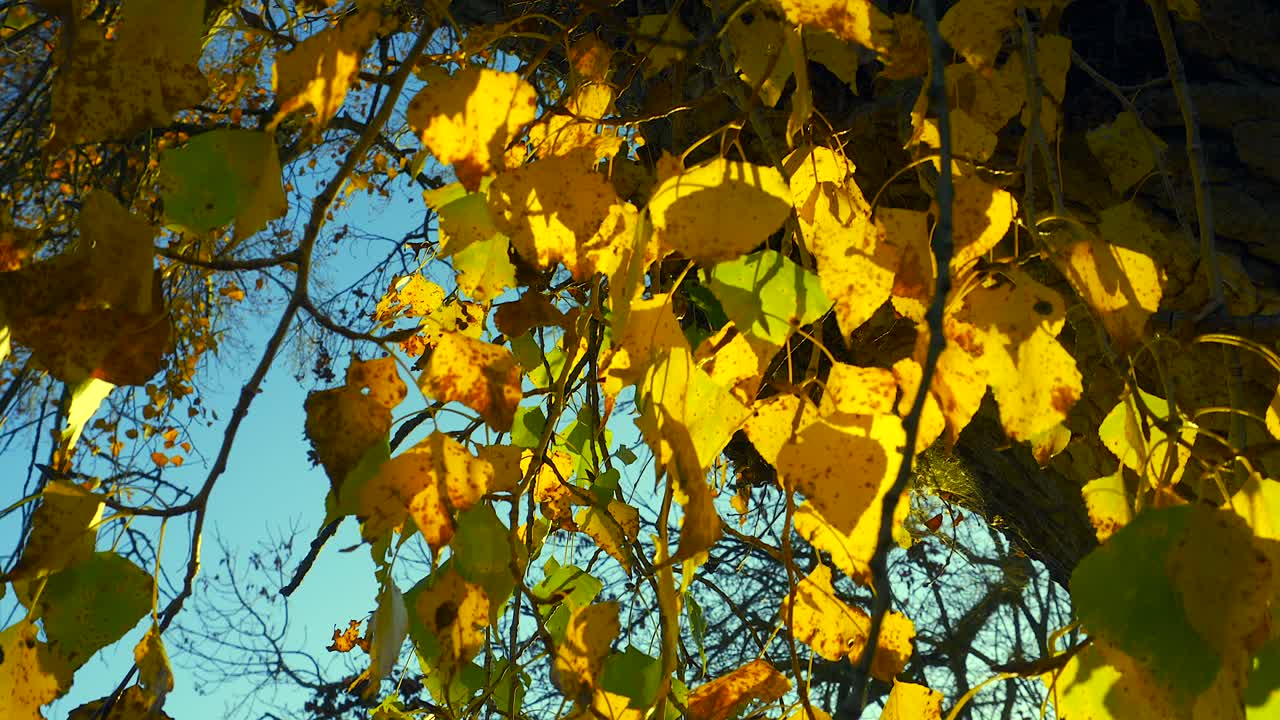 해질녘 숲의 멋진 전망