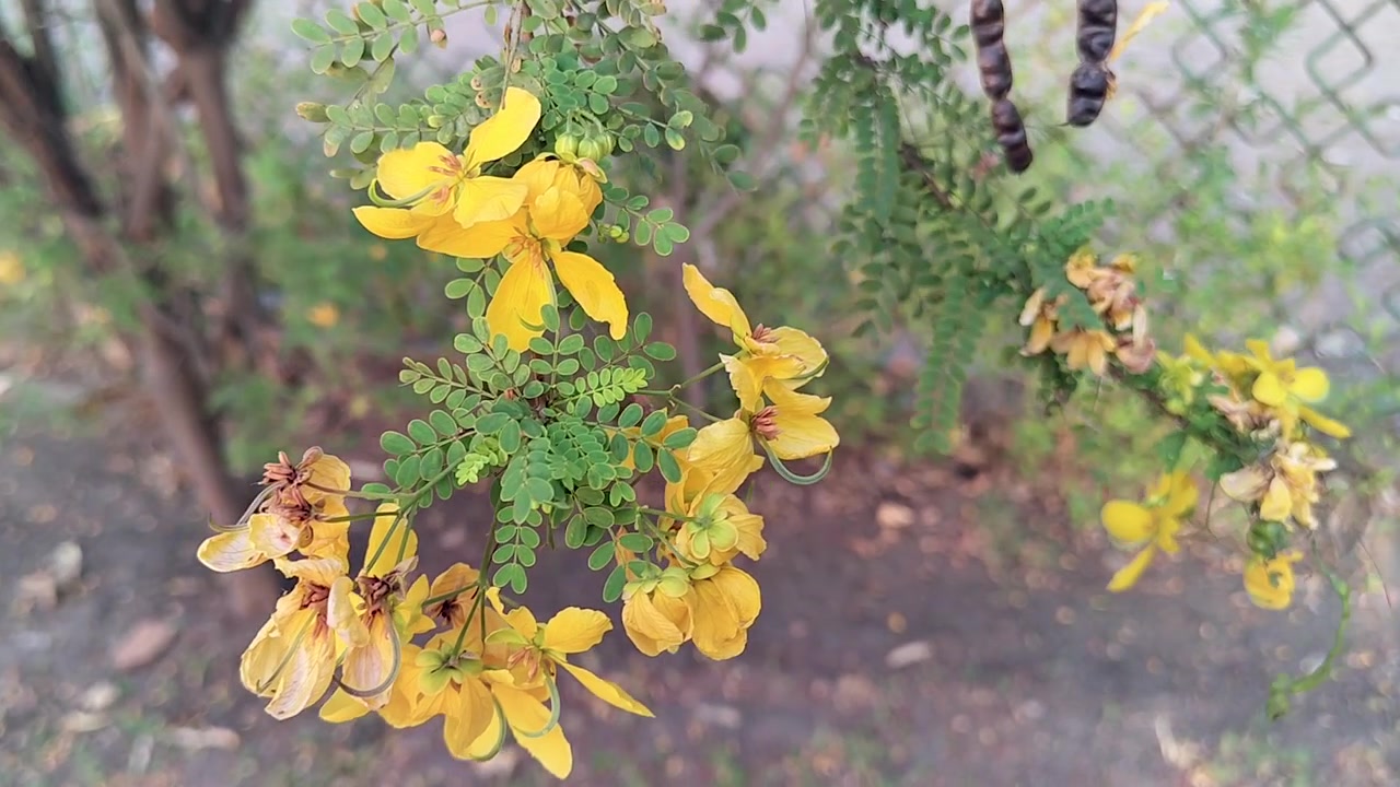 Closeup of delicate yellow flowers blooming on leafy branch outdoors. Ideal for spring visuals, botanical content, nature backgrounds, and peaceful environmental storytelling.