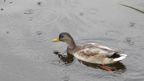 un ánade real flota en el estanque durante la lluvia