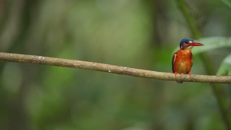 the-Blue-eared-kingfisher-was-eating-fresh-fish,-then-defecated-and-flew-away