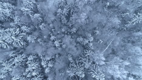 fir tree forest during heavy snowfall, aerial view