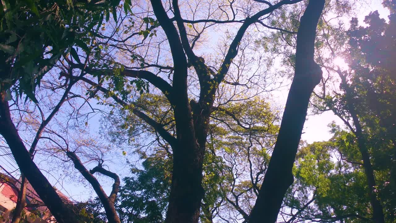 trees shot in the play ground