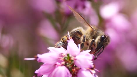 zoom macro en la toma de abejas silvestres recolectando néctar de flor rosa en el jardín al sol