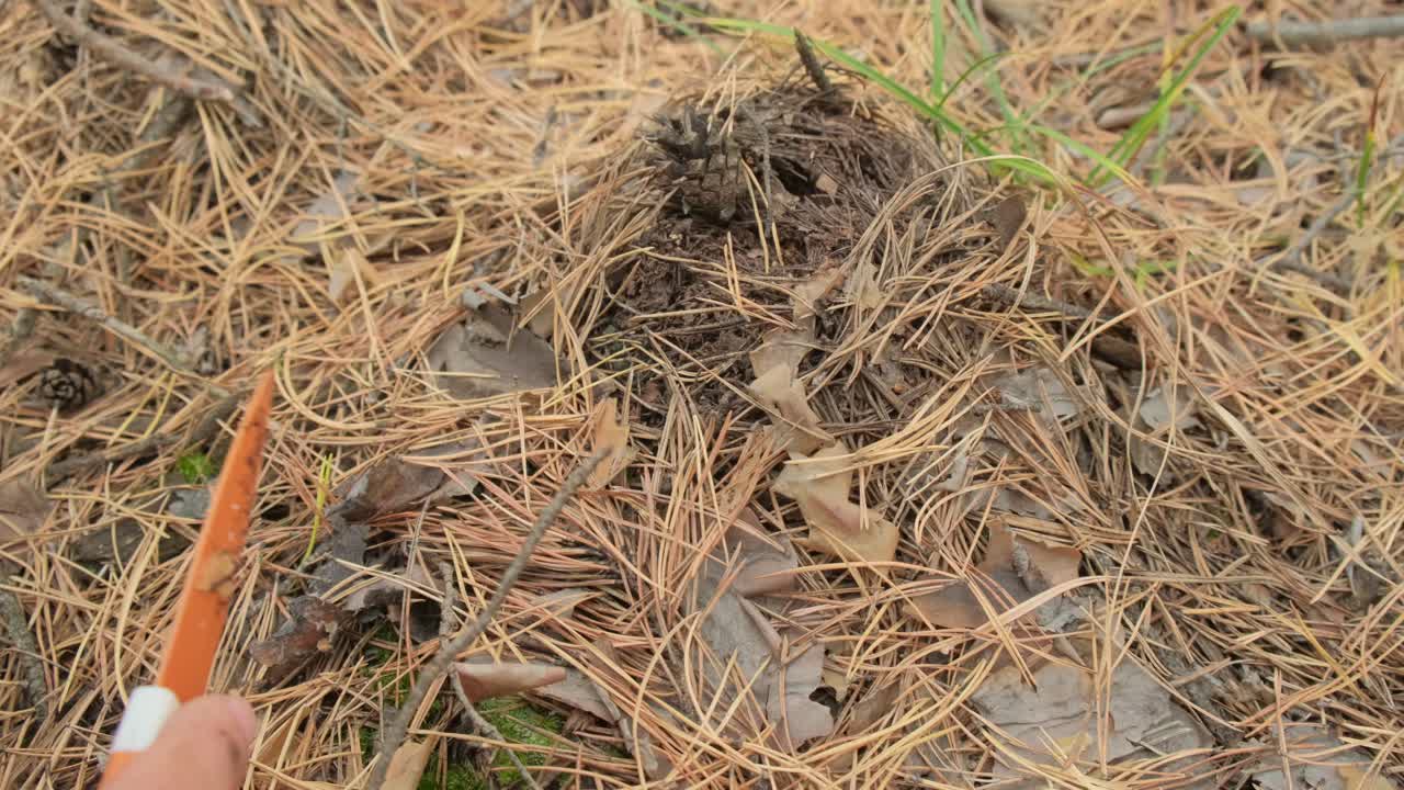 recogiendo setas en el bosque