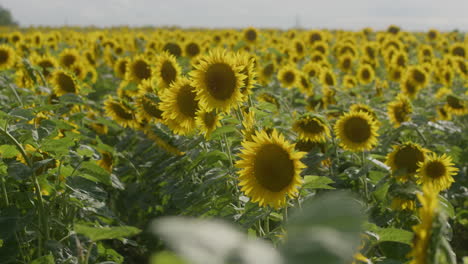 Vast-yellow-sunflower-field-on-farm-land-sways-gently-in-breeze,-low-angle