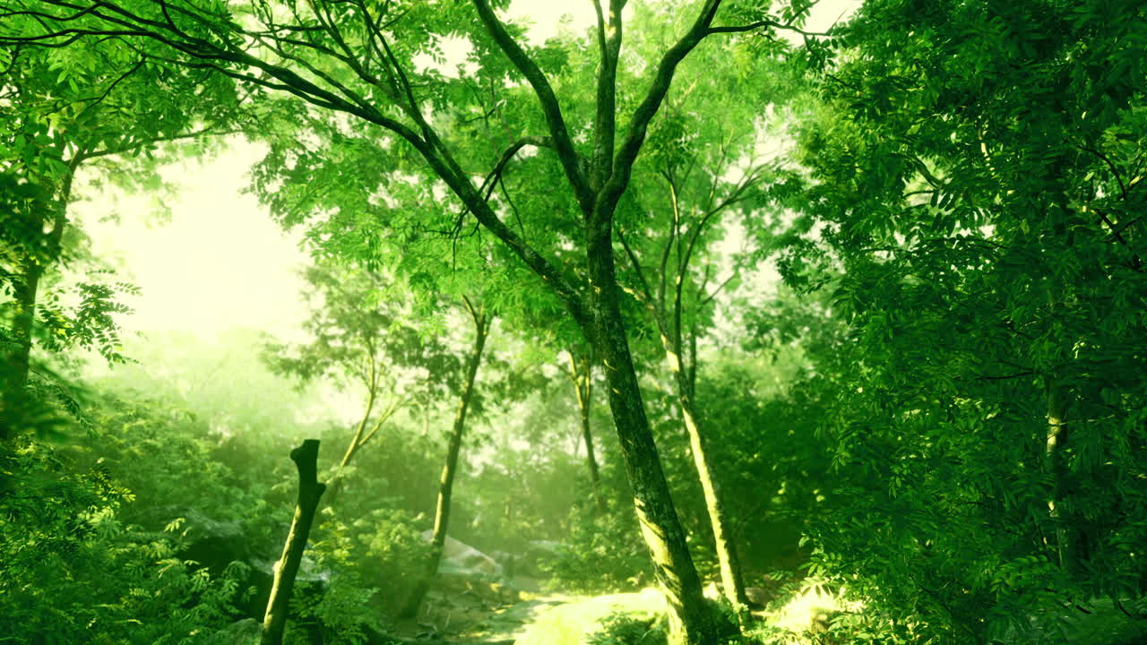 Lush green forest bathed in golden sunlight illuminating vibrant foliage