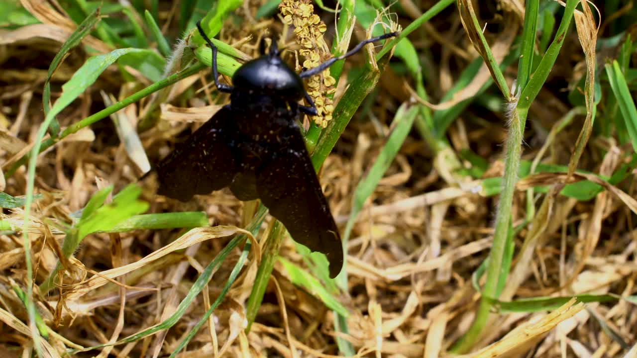 Macro video of Black Horse Fly (Tabanus atratus)