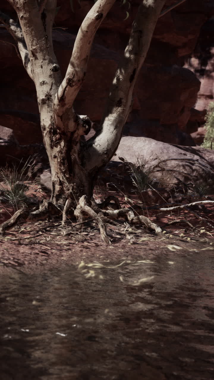 un árbol con grandes raíces expuestas se encuentra en un cañón de roca roja