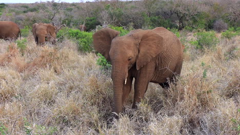 african elephant uses trunk and foot to get a stubborn branch to eat