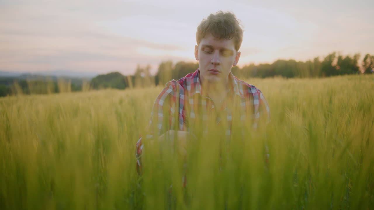 Farmer Checking Wheat Crop Quality in Wheat Field