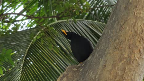 Great-Myna-or-White-vented-Myna-Perched-on-Tree-Trunk-by-Tropical-Palm-Leaf-in-Bankok