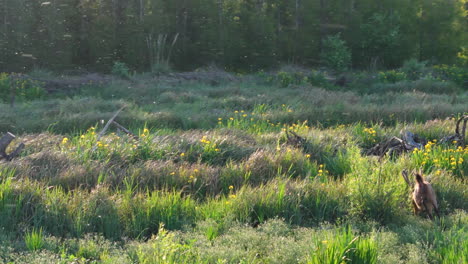 marsh deer crossing swamp at sunset in beautiful, dreamy, fairytale setting
