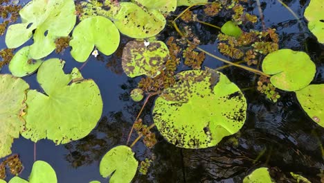 water lily leaves floating in a pond