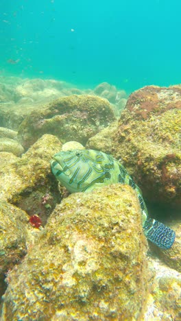 closeup of giant hawkfish sleeping on the rocks at the bottom of the sea