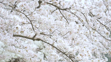 beautiful white sakura blossoms dancing in the breeze -kanazawa, japan -close up