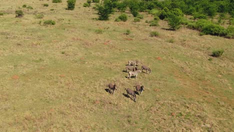 Drone-aerial-Zebra-herd-on-a-spring-morning-in-the-wild