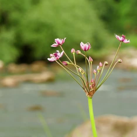 butomus umbellatus flowers in summer day 4k