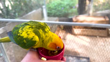 sun conure eating from a cup in bangkok