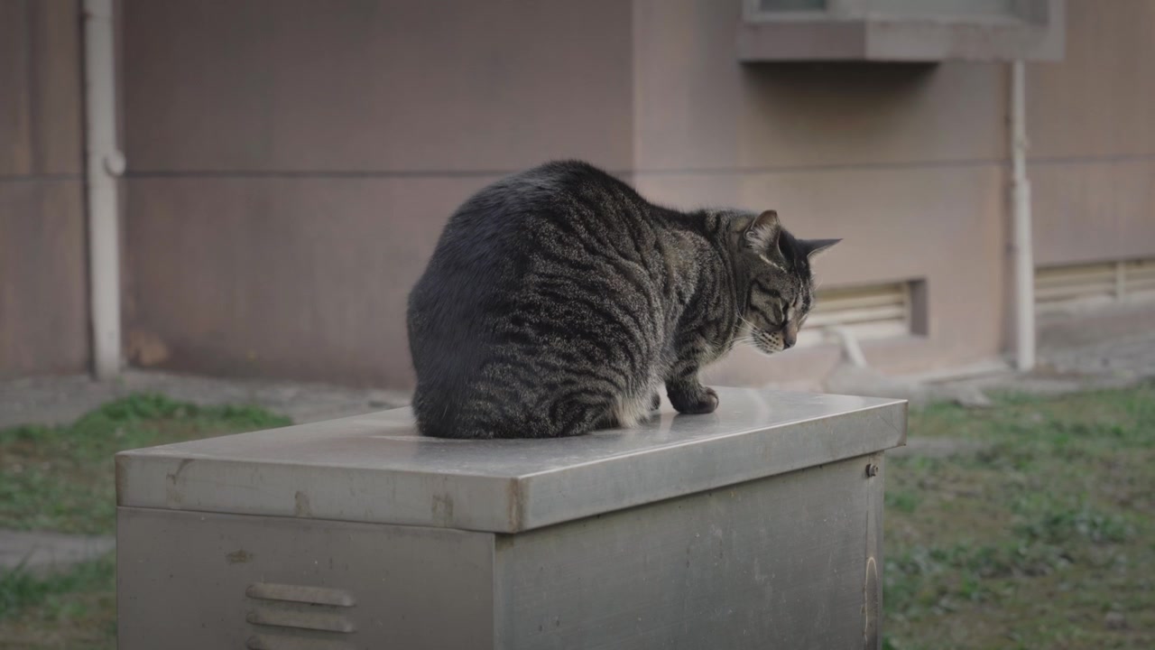 The Life of a Tabby Cat 4