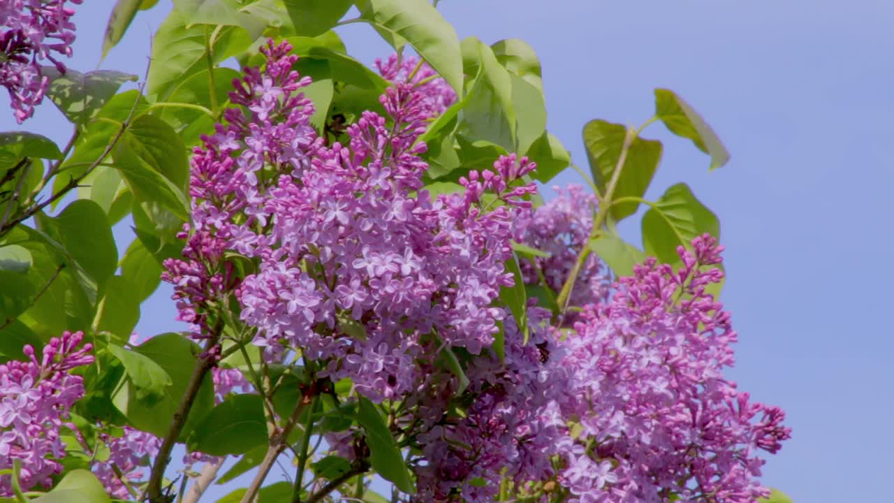 Lilac blossom gently waving in the breeze heralding the season of spring