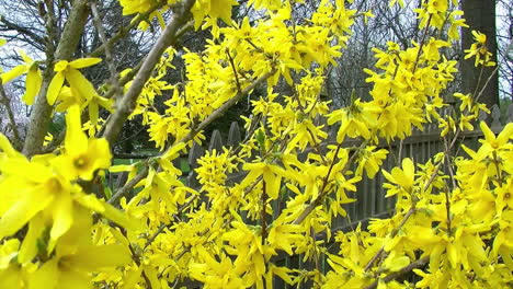 Camera-jibs-up-through-forsythia-bush-laden-with-bright-yellow-blossoms