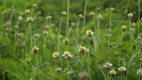 campo de margaritas cerca en la naturaleza pura y no contaminada con hierba silvestre