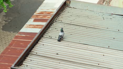 confused pidgeon on a metal roof, walking over to fly