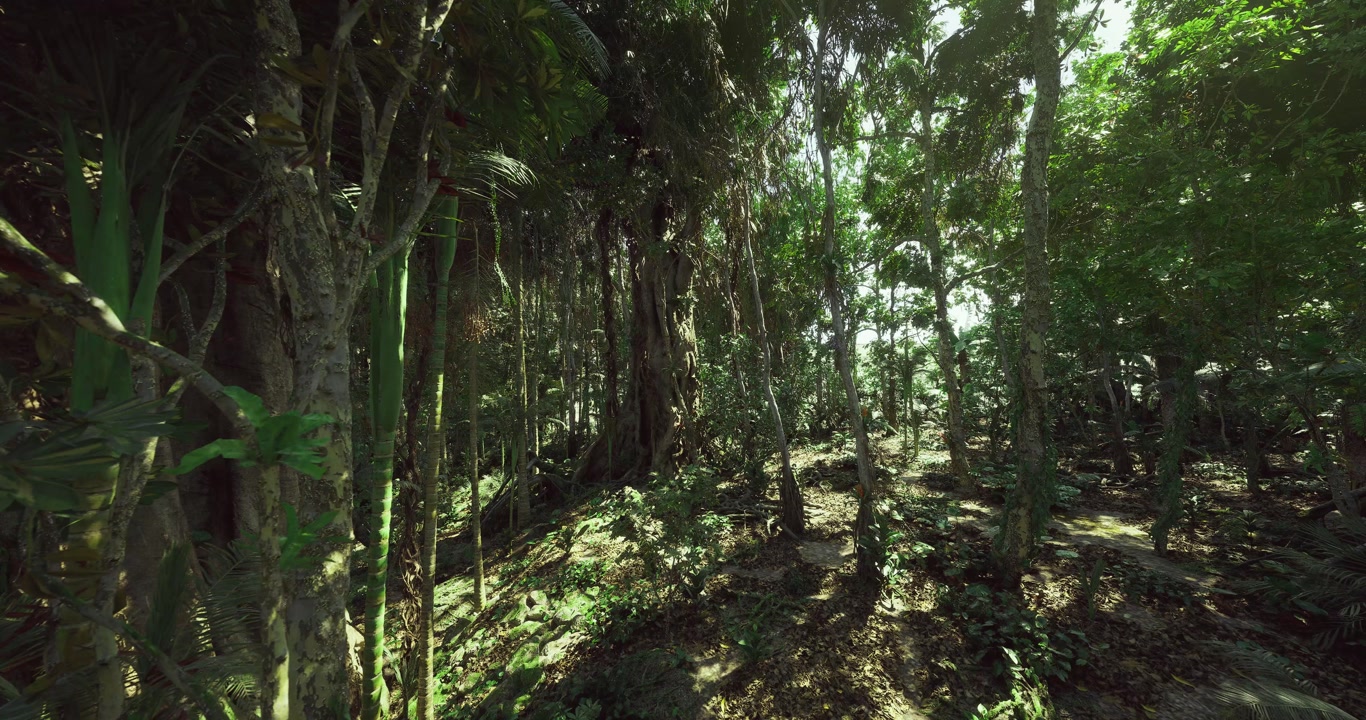 Shadowed forest interior with tangled undergrowth for naturalist