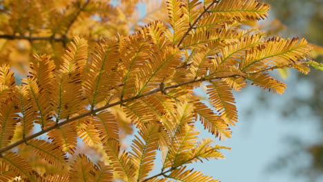 Hojas-De-Otoño-Amarillas-Doradas-Del-árbol-De-Secoya-Del-Amanecer-En-Un-Día-Soleado