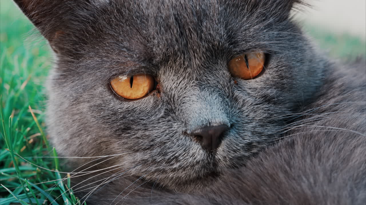 Relaxed grey British Shorthair cat resting on green grass under soft daylight