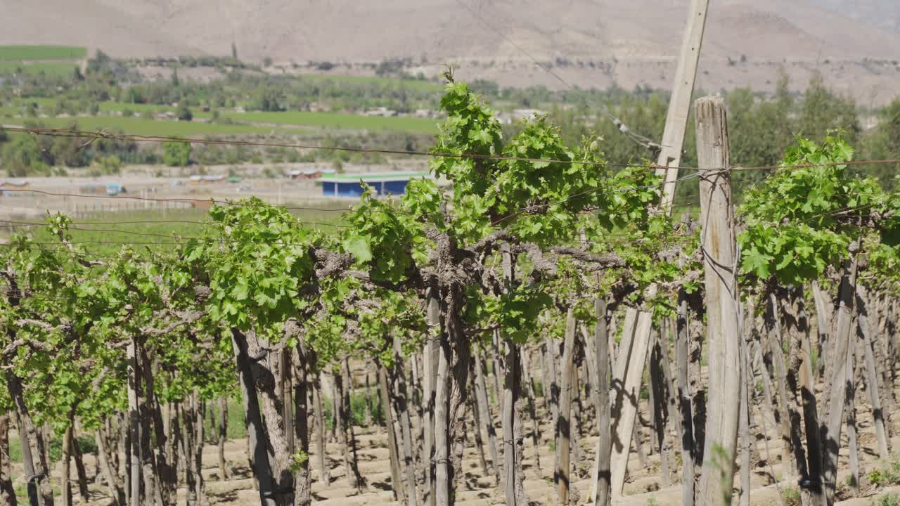 cultivos de uva que crecen en el viñedo en el valle de elqui, coquimbo, chile