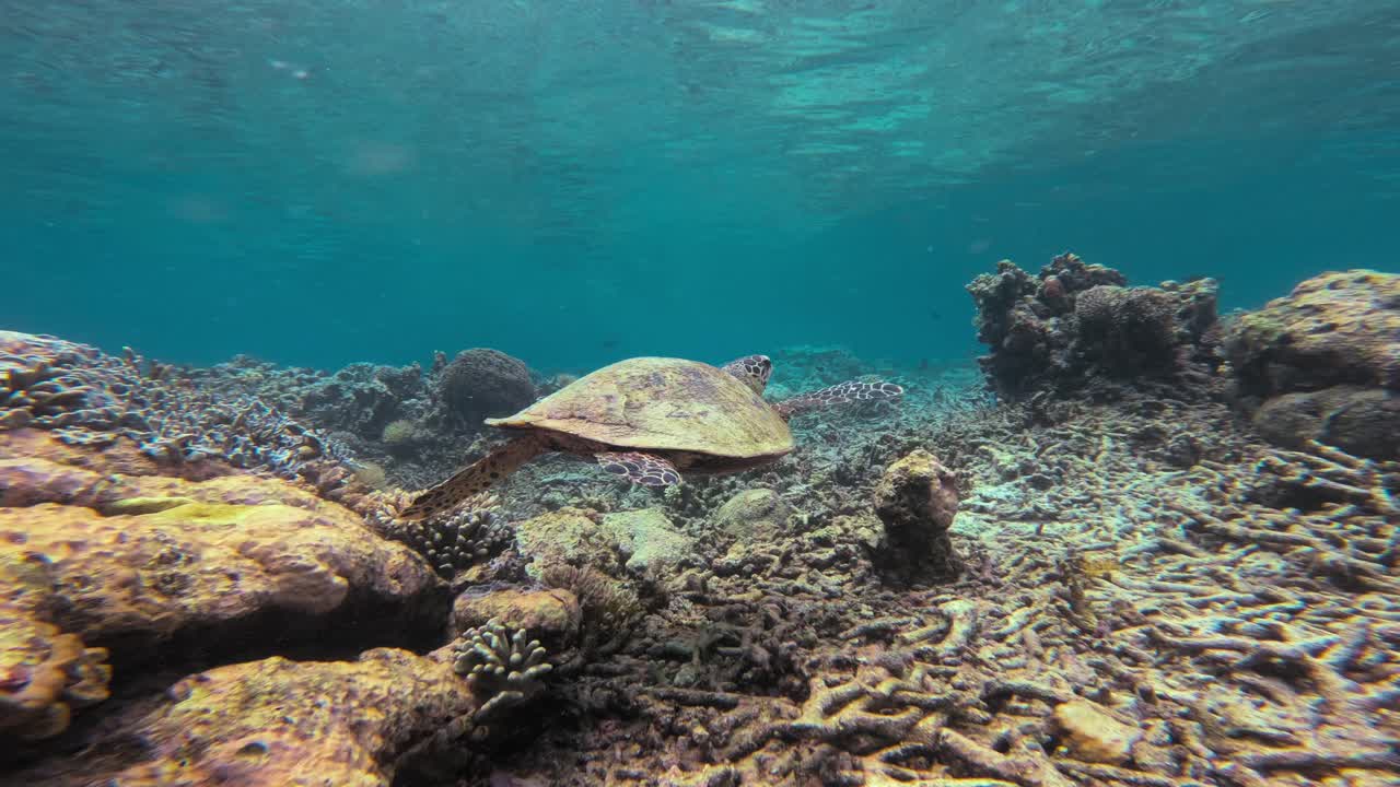Camera follows A hawksbill sea turtle swimming over coral reef in clear blue waters of Great Barrier Reef, Australia. The underwater slow-motion scene captures the grace of this endangered animal.