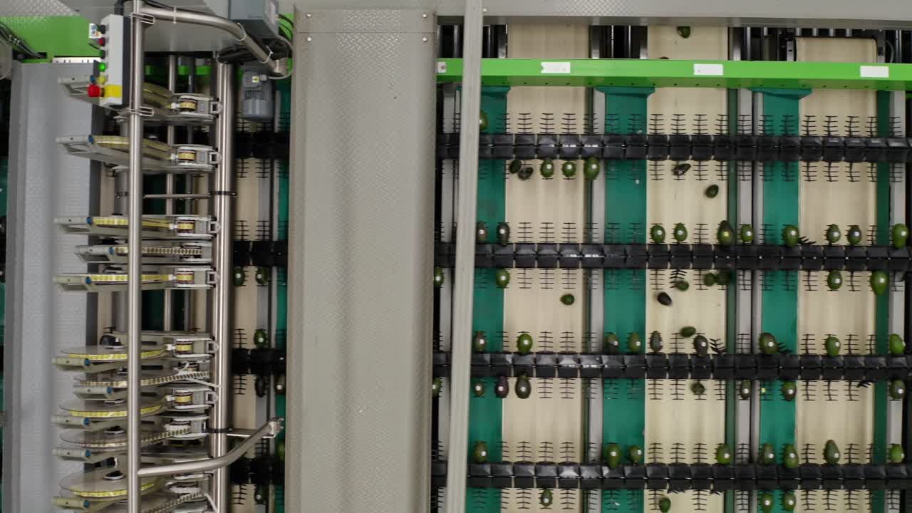 DRONE: TOP-DOWN VIEW OF A CONVEYOR BELT AT AN AVOCADO PACKING HOUSE MOVING TO THE LEFT