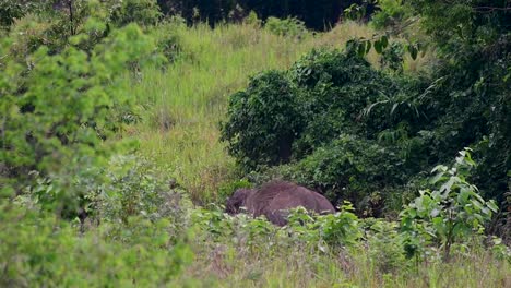 The-Asiatic-Elephants-are-endangered-species-and-they-are-also-residents-of-Thailand