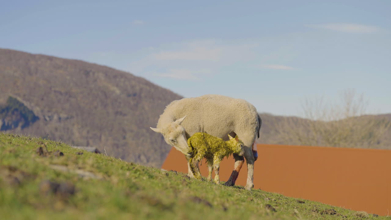 oveja oveja lamiendo el cuerpo lanoso de cordero en una colina de montaña