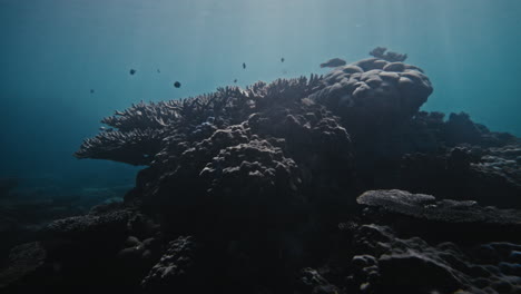 Una-Gran-Cabeza-De-Coral-Sobresale-Del-Fondo-Del-Océano-Como-Un-árbol-Maravilloso-Mientras-Brillan-Los-Rayos-De-Luz.