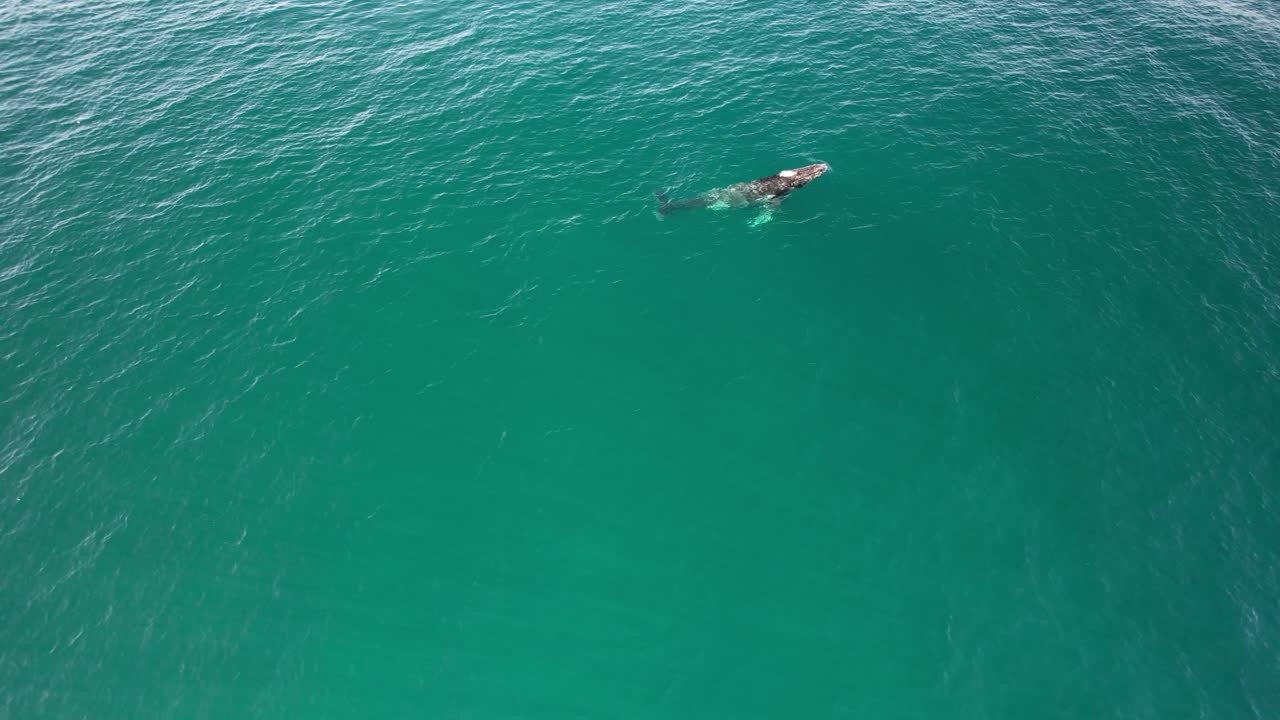 Humpback Whale Diving In Blue Ocean In NSW, Australia - Drone Shot
