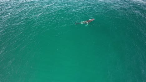 humpback whale diving in blue ocean in nsw, australia - drone shot