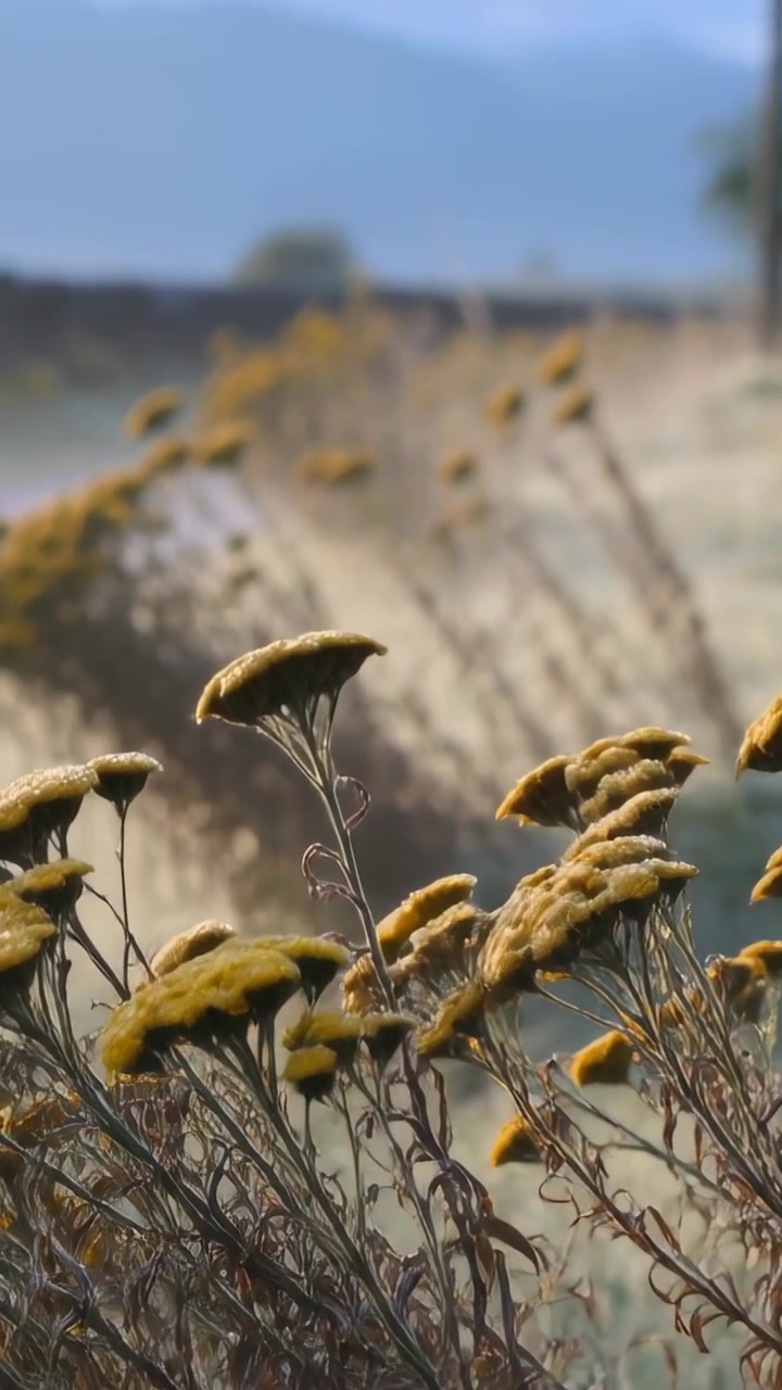 Vertikal video: Svajende gule knopblomster, der bevæger sig med brisen, og langsom panorering på en landlig eng med en mur.