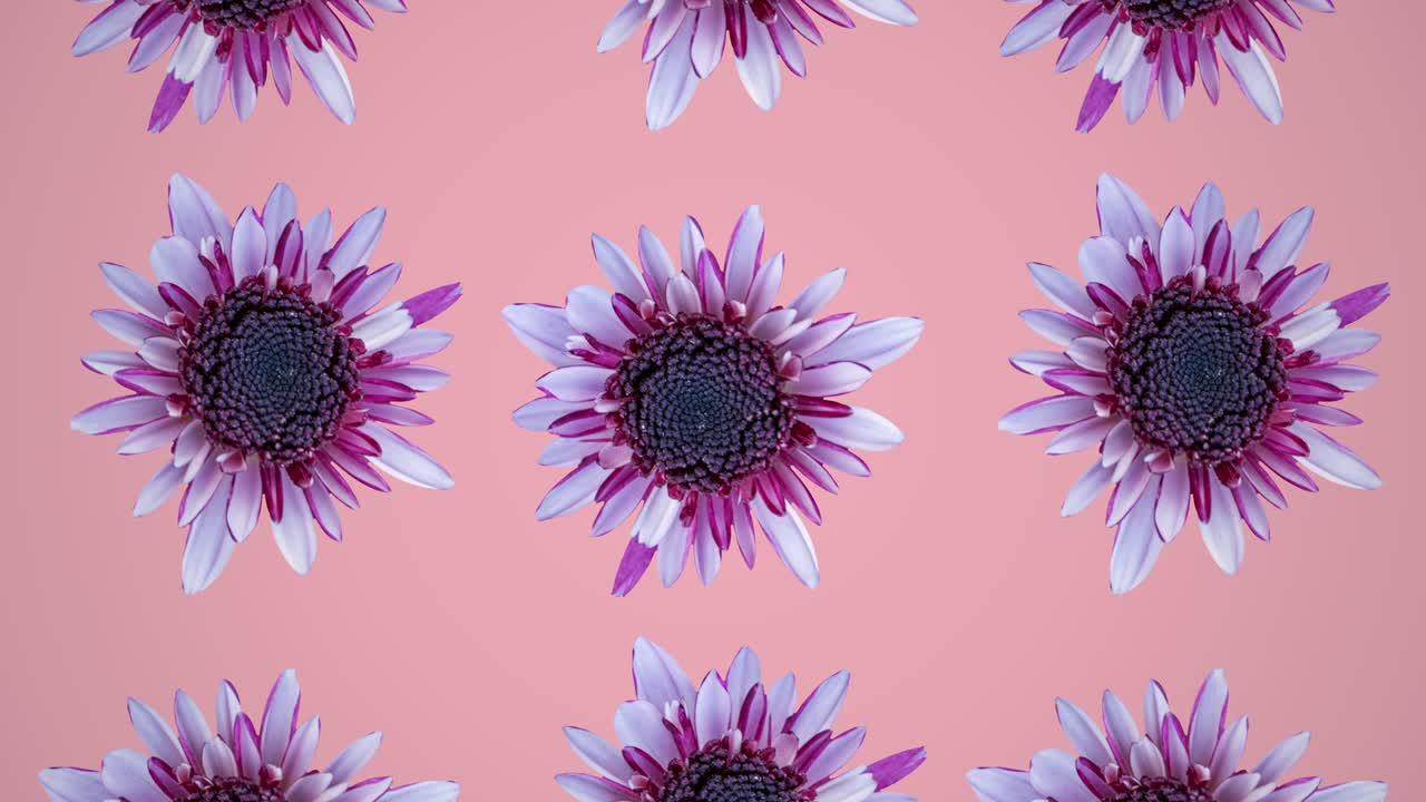 Pink chrysanthemum animated pattern on a pink background. Simple floral seamless loop concept animation