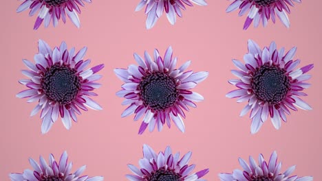 patrón animado de crisantemo rosado en un fondo rosado. simple animación de concepto de bucle sin costura floral