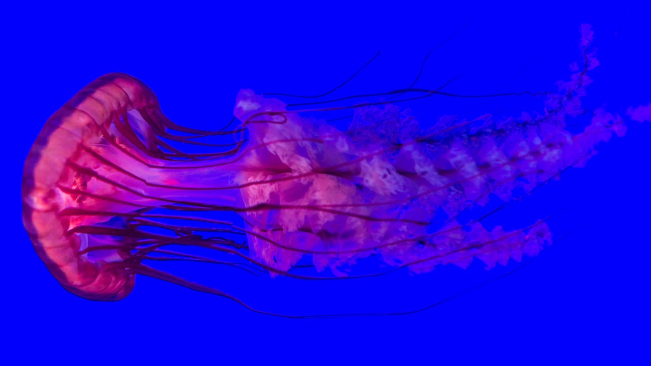cinemagraph de una medusa rosa brillante sobre un fondo azul.