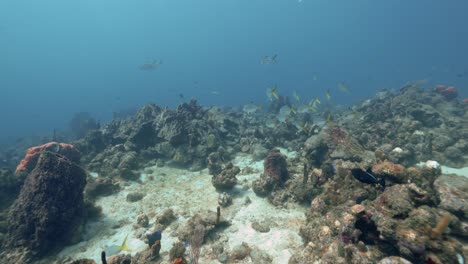 Ein-Fischschwarm-Mit-Großaugenmakrele-Und-Einigen-Anderen-Tropischen-Fischen