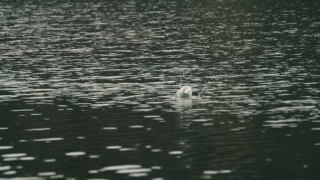 water splash on calm lake surface