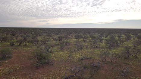 Die-Australische-Wüste-In-Voller-Blüte