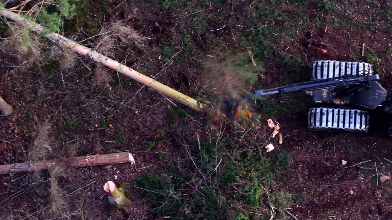 Forestry harvester operating in forest clearing wood resource management. Heavy machinery cutting lumber logs