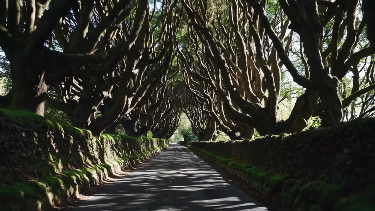 The Dark Hedges Tree Tunnel