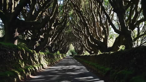 the dark hedges tree tunnel